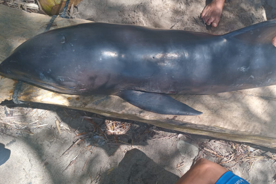 Seekor Paus Pembunuh Palsu Ditemukan Terdampar di Pantai Kelapa Tinggi